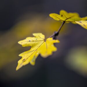 photographie artistique feuilles d'automne dorées Tirage d'art feuilles d'automne dorées Support Dibond feuilles d'automne dorées