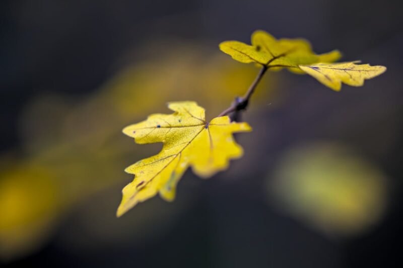 Support Dibond FEUILLES AUTOMNE cadre caisse américaine FEUILLES AUTOMNE Tirage d'art FEUILLES AUTOMNE encadrement photo FEUILLES AUTOMNE FEUILLES AUTOMNE