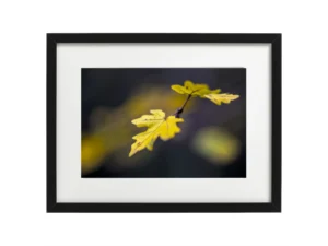 PHOTOGRAPHIE FINE ART: TIRAGE D'ART DOUCEUR AMBRÉE AU CŒUR DES BOIS 3 encadrement photo feuilles d'automne dorées