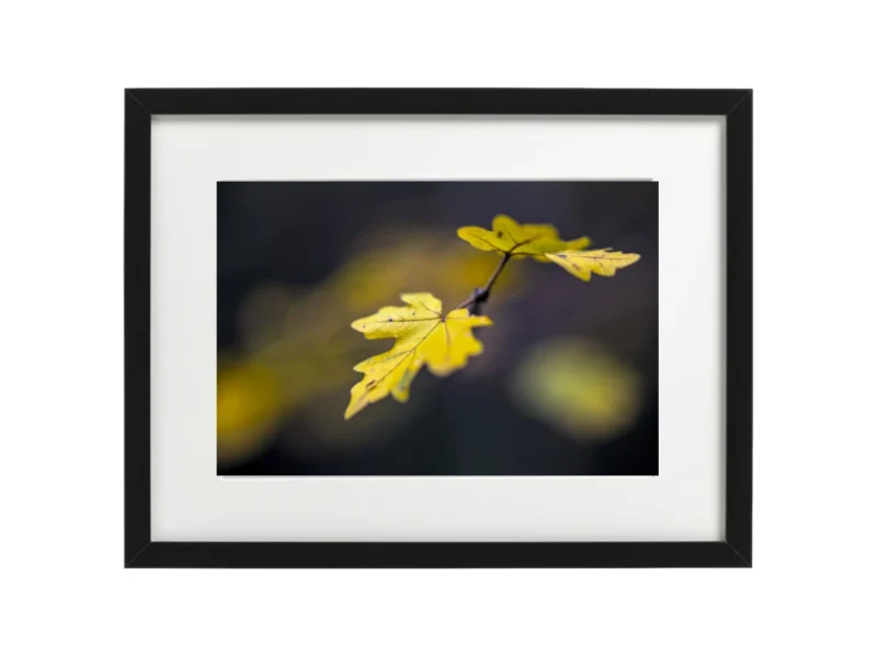 encadrement photo FEUILLES AUTOMNE