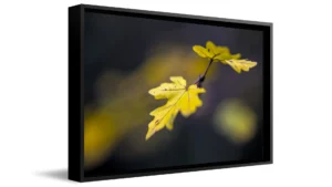 PHOTOGRAPHIE FINE ART: TIRAGE D'ART DOUCEUR AMBRÉE AU CŒUR DES BOIS 4 cadre caisse américaine feuilles d'automne dorées