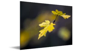 PHOTOGRAPHIE FINE ART: TIRAGE D'ART DOUCEUR AMBRÉE AU CŒUR DES BOIS 5 support dibond FEUILLES AUTOMNAL