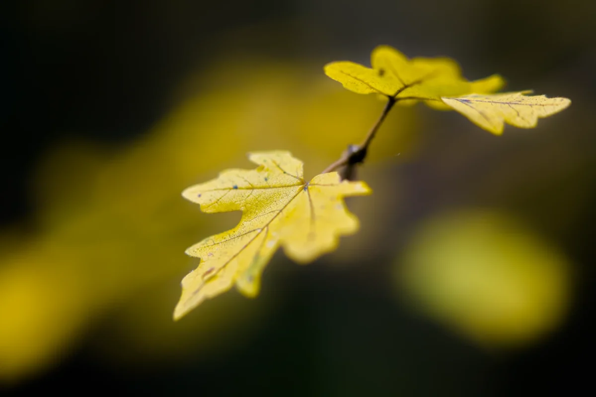 L'Éveil de l'Hiver - Photographie d'art macro feuilles d'automne dorées lumière naturelle L'Éveil de l'Hiver