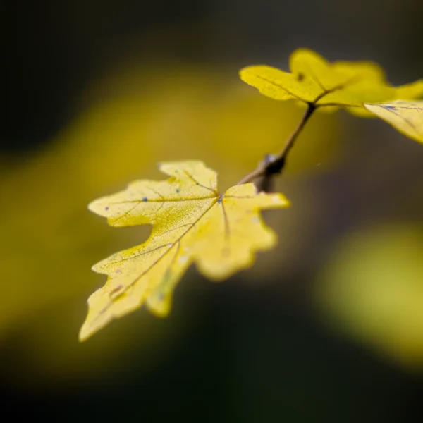 L'Éveil de l'Hiver - Photographie d'art macro feuilles d'automne dorées lumière naturelle L'Éveil de l'Hiver