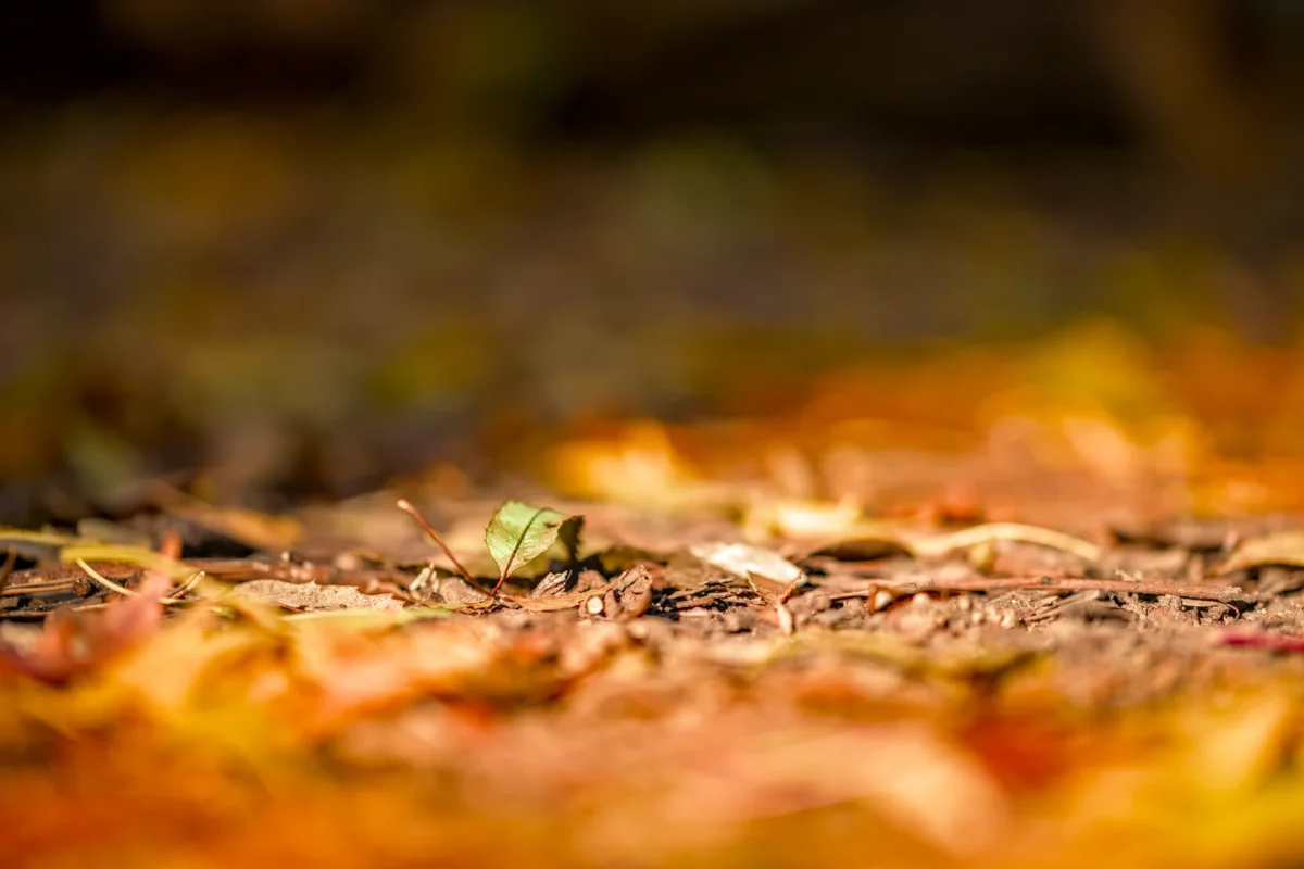 Photographie d'art Douceur ambrée au cœur des bois - Sous-bois en automne avec effet bokeh et lumière dorée