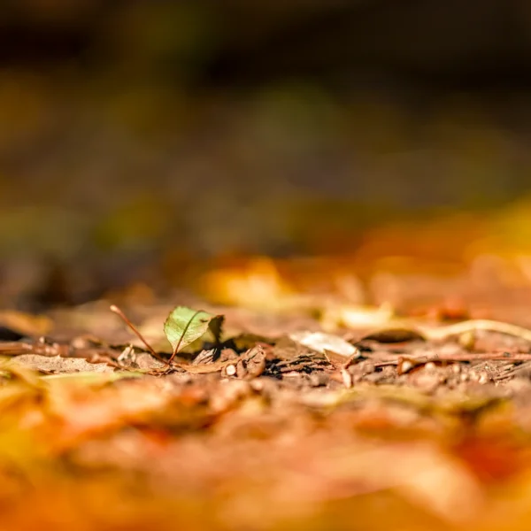 Photographie d'art Douceur ambrée au cœur des bois - Sous-bois en automne avec effet bokeh et lumière dorée
