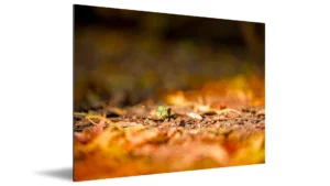 SUPPORT DIBOND DOUCEUR AMBRÉE AU CŒUR DES BOIS 7 Support Dibond douceur ambrée au cœur des bois