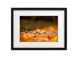 SUPPORT DIBOND DOUCEUR AMBRÉE AU CŒUR DES BOIS 6 encadrement photo douceur ambrée au cœur des bois
