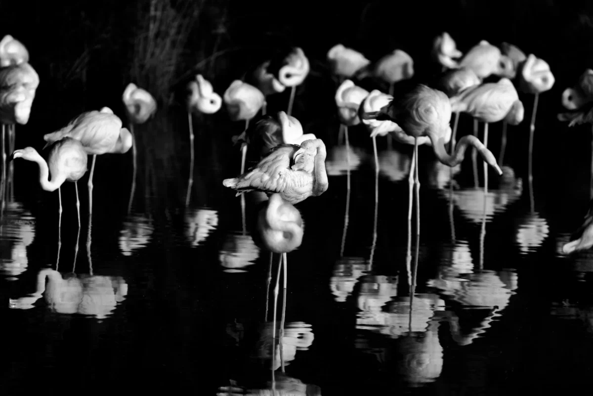Flamant rose noir et blanc : L’Épreuve du Négatif : Photographie d'art en noir et blanc très contrastée de flamants roses dans l'eau noire au parc du Pont de Gau, effet de négatif et clair-obscur.