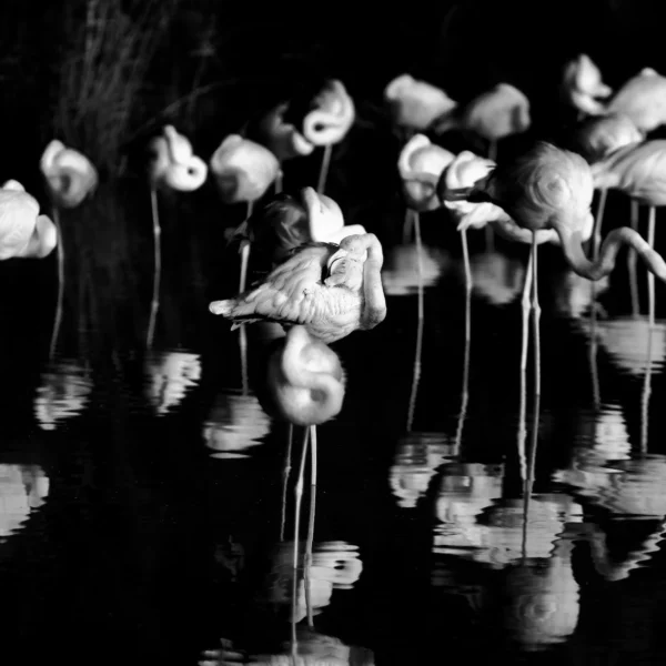 Flamant rose noir et blanc : L’Épreuve du Négatif : Photographie d'art en noir et blanc très contrastée de flamants roses dans l'eau noire au parc du Pont de Gau, effet de négatif et clair-obscur.