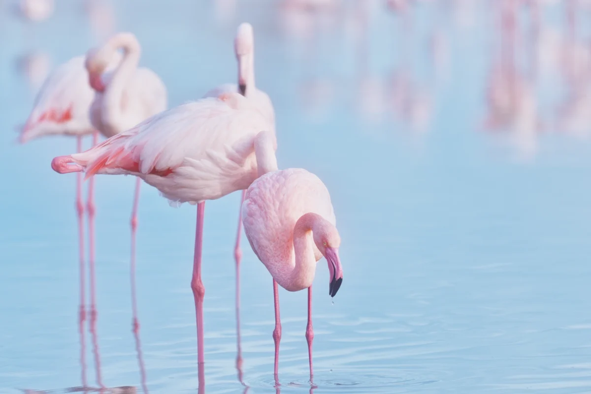 Flamant rose pastel : Photographie d'art d'un flamant rose au premier plan dans l'eau au parc du Pont de Gau en Camargue, reflets bleutés et palette de couleurs pastel.