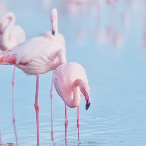 Flamant rose pastel : Photographie d'art d'un flamant rose au premier plan dans l'eau au parc du Pont de Gau en Camargue, reflets bleutés et palette de couleurs pastel.